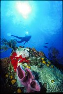 Herbivorous fish, such as the colorful butterfly fish, as well as sea urchins, sea cucumbers, brittle stars, and numerous species of mollusks, feed on algae