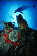 This photograph was taken in Roatan at Anthony's Key Resort, where we were fortunate to experience the dolphin dive encounter. Hiding in the numerous caves and crevices of a reef are predatory animals, cush as small crabs, wrasses, moray eels, and sharks. The numerous microhabitats and the productivity of the reefs support a great diversity of fishes