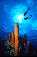 This scuba photo was taken at Grand Cayman Island, in the Caribbean. A picture type I refer to as 'Honeymooners' because the scuba divers are holding hands. Notice the colorful sponge coral in the picture, common throughout the Pacific and the Cayman Islands. I photographed all of these scuba divers and coral reefs with a super wide angle lens, the 15mm lens for the Nikonos V, and a 20mm lens for the Nikon 8008 with the Tussey Housing