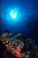 The photosynthetic zooxanthellae and the filamentous green algae apparently transfer some food energy directly to the coral polyps