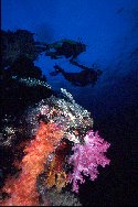 Coral animals, in turn, feed at night on zooplankton, which they capture with their tentacles