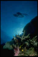 Coral reefs are complete ecosystems with well-defined structures that involve both photosynthetic plants and consumers