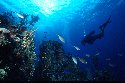 Underwater photography of coral reefs and scuba divers