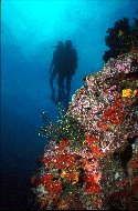 Coral animals prey on zooplankton not so much for the calories but for the scarce nutrients, especially phosphorous