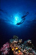 Through digestion, coral animals release these nutrients to the algae