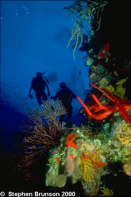 Today's divers usually plan their dive and then dive their plan to make scuba diving more enjoyable and safe for all the divers. Buddy diving is very important for the safety and enjoyment of scuba diving. For instance, if there is an equipment malfunction with the divers regulator, the buddy diver can assist in the emergency by providing his buddy with air, instead of making an emergency ascent