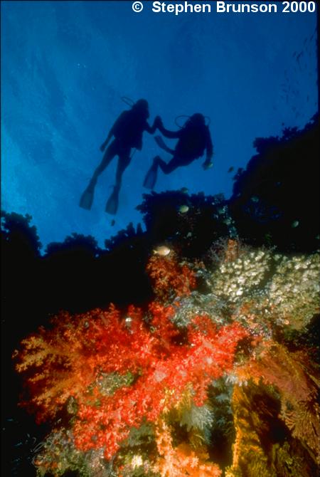 Coral reefs are complete ecosystems with well-defined structures that involve both photosynthetic plants and consumers.  The outer layer of a reef consists of living polyps of coral. Within the coral animals live single-celled, round, yellow algae called zooxanthellae. Below and surrounding the polyps is a calcareous skeleton, both lving and dead, that contains filament green algae.  Other species  of algae, both fleshy and calcareous, grow in the surface of old skeletal deposits.  These algae and other associated plants make up most of the primary producers