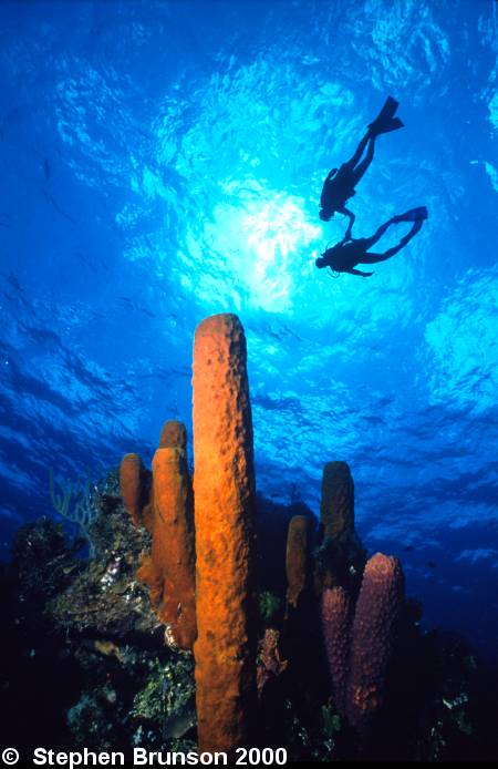 The photosynthetic zooxanthellae and the filamentous green algae in the coral reefs apparently transfer some food energy directly to the coral polyps. Coral animals, in turn, feed at night on zooplankton, which they capture with their tentacles. Coral animals prey on zooplankton not so much for the calories but for the scarce nutrients, especially phosphorous. Through digestion, coral animals release these nutrients to the algae.  Coral and algae then seem to cycle these nutrients between them, reducing the nutrient loss to the water