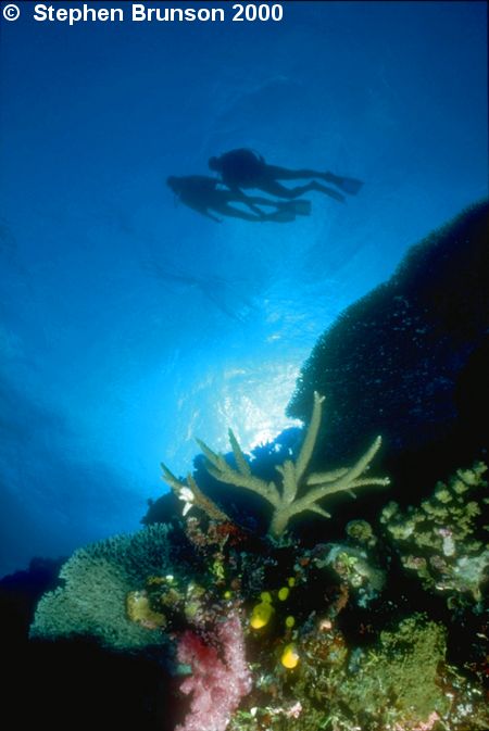 Coral reefs are complete ecosystems with well-defined structures that involve both photosynthetic plants and consumers.  The outer layer of a reef consists of living polyps of coral. Within the coral animals live single-celled, round, yellow algae called zooxanthellae. Below and surrounding the polyps is a calcareous skeleton, both lving and dead, that contains filament green algae.  Other species  of algae, both fleshy and calcareous, grow in the surface of old skeletal deposits.  These algae and other associated plants make up most of the primary producers