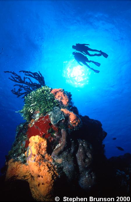 The photosynthetic zooxanthellae and the filamentous green algae in the coral reefs apparently transfer some food energy directly to the coral polyps.  Coral animals, in turn, feed at night on zooplankton, which they capture with their tentacles. Coral animals prey on zooplankton not so much for the calories but for the scarce nutrients, especially phosphorous. Through digestion, coral animals release these nutrients to the algae.  Coral and algae then seem to cycle these nutrients between them, reducing the nutrient loss to the water