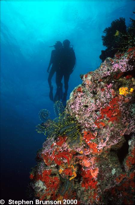 Coral reefs are complete ecosystems with well-defined structures that involve both photosynthetic plants and consumers.  The outer layer of a reef consists of living polyps of coral. Within the coral animals live single-celled, round, yellow algae called zooxanthellae. Below and surrounding the polyps is a calcareous skeleton, both lving and dead, that contains filament green algae.  Other species  of algae, both fleshy and calcareous, grow in the surface of old skeletal deposits. These algae and other associated plants make up most of the primary producers