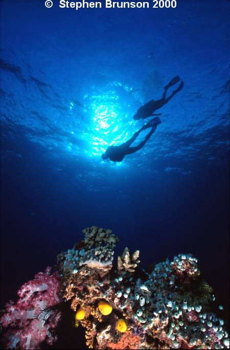 The photosynthetic zooxanthellae and the filamentous green algae in the coral reefs apparently transfer some food energy directly to the coral polyps.  Coral animals, in turn, feed at night on zooplankton, which they capture with their tentacles. Coral animals prey on zooplankton not so much for the calories but for the scarce nutrients, especially phosphorous. Through digestion, coral animals release these nutrients to the algae.  Coral and algae then seem to cycle these nutrients between them, reducing the nutrient loss to the water