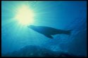 underwater photography of Australian sea lions - Neophoca cinerea and California sea lions - Zalophus californianus