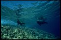 The sea lions are the larger of the eared seals, though the females are considerably smaller than the males