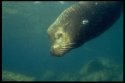 The California sea lion, also known as the sea dog, lives in large colonies, mating on remote islands and remote mainland beaches in North America