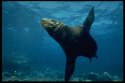 Sea Lions have a long flexible necks, and small external ears