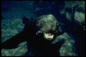 California sea lions reside along the Pacific Coast of the United States, Baja California, and the Sea of Cortez