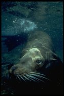 California seals eat Fish, Shellfish, Cephalopods, and other marine animals