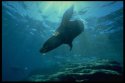 Sea Lions have never been known to harm scuba divers or snorkelers
