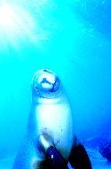 The Australian Sea Lion roams in smaller groups, with one dominant male, breeding on remote mainland beaches and islands south of Australia