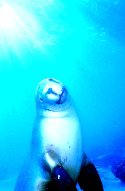 The Australian Sea Lion roams in smaller groups, with one dominant male, breeding on remote mainland beaches and islands south of Australia