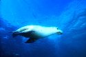 Australian seals, Neophoca cinerea, are very playful and Sociable, perhaps more sociable than the California Sea Lion