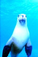 Australian seals, Neophoca cinerea, are found along the southern and western coasts of Australia only