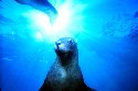 Seals are very playful and social animals, with plenty of tricks and antics up their sleeve. It seemed that these Australian Sea Lions knew I was photographing them, and they would come up to me and strike their favorite pose for the camera