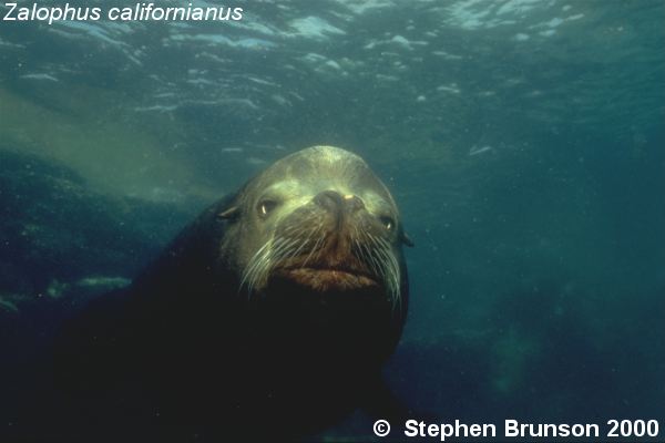 The seal frequently trained for exhibition in circuses and zoos, the California sea lion, Zalophus californianus, is well adapted to movement both on land and in the water. Sea Lions have never been known to harm scuba divers or snorkelers.  They are very playful and social animals, with plenty of tricks and antics up their sleeve. In 1911 an international treaty was adopted by the U.S., Great Britain, Russia, and Japan, establishing effective controls for the preservation of the species.