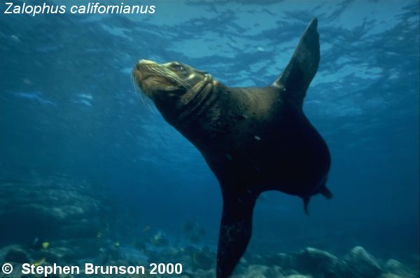 The seal frequently trained for exhibition in circuses and zoos, the California sea lion, Zalophus californianus, is well adapted to movement both on land and in the water. Sea Lions have never been known to harm scuba divers or snorkelers.  They are very playful and social animals, with plenty of tricks and antics up their sleeve. In 1911 an international treaty was adopted by the U.S., Great Britain, Russia, and Japan, establishing effective controls for the preservation of the species.