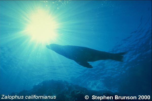 The seal frequently trained for exhibition in circuses and zoos, the California sea lion, Zalophus californianus, is well adapted to movement both on land and in the water. Sea Lions have never been known to harm scuba divers or snorkelers.  They are very playful and social animals, with plenty of tricks and antics up their sleeve. In 1911 an international treaty was adopted by the U.S., Great Britain, Russia, and Japan, establishing effective controls for the preservation of the species.