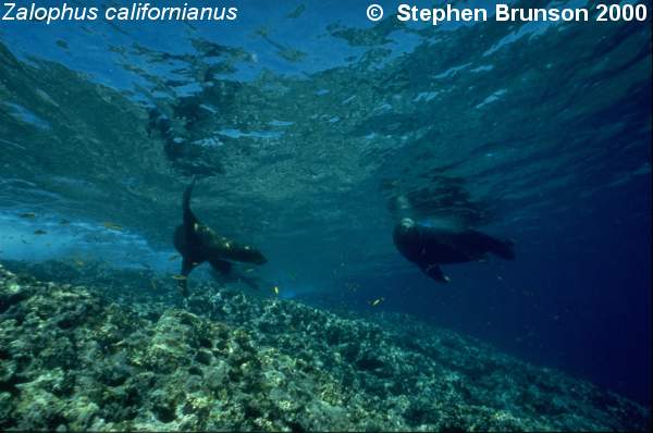 The seal frequently trained for exhibition in circuses and zoos, the California sea lion, Zalophus californianus, is well adapted to movement both on land and in the water. Sea Lions have never been known to harm scuba divers or snorkelers.  They are very playful and social animals, with plenty of tricks and antics up their sleeve. In 1911 an international treaty was adopted by the U.S., Great Britain, Russia, and Japan, establishing effective controls for the preservation of the species.