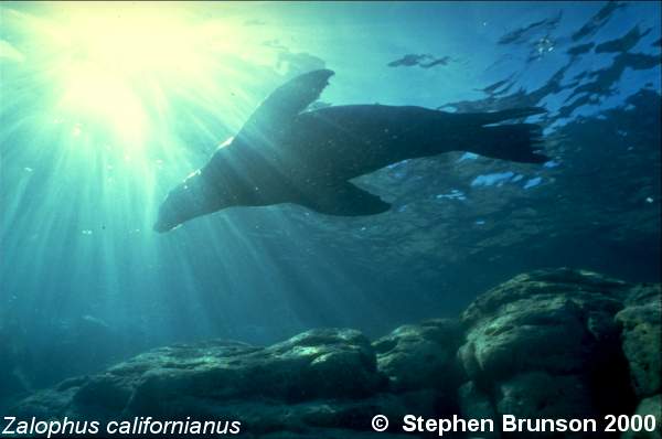 The seal frequently trained for exhibition in circuses and zoos, the California sea lion, Zalophus californianus, is well adapted to movement both on land and in the water. Sea Lions have never been known to harm scuba divers or snorkelers.  They are very playful and social animals, with plenty of tricks and antics up their sleeve. In 1911 an international treaty was adopted by the U.S., Great Britain, Russia, and Japan, establishing effective controls for the preservation of the species.