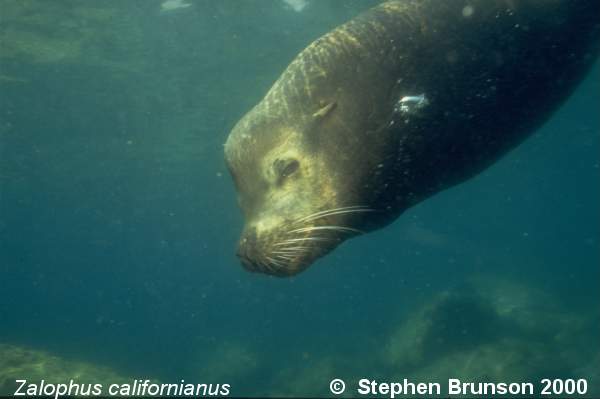 The seal frequently trained for exhibition in circuses and zoos, the California sea lion, Zalophus californianus, is well adapted to movement both on land and in the water. Sea Lions have never been known to harm scuba divers or snorkelers.  They are very playful and social animals, with plenty of tricks and antics up their sleeve. In 1911 an international treaty was adopted by the U.S., Great Britain, Russia, and Japan, establishing effective controls for the preservation of the species.