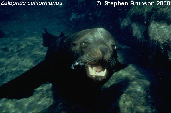 The seal frequently trained for exhibition in circuses and zoos, the California sea lion, Zalophus californianus, is well adapted to movement both on land and in the water. Sea Lions have never been known to harm scuba divers or snorkelers.  They are very playful and social animals, with plenty of tricks and antics up their sleeve. In 1911 an international treaty was adopted by the U.S., Great Britain, Russia, and Japan, establishing effective controls for the preservation of the species.