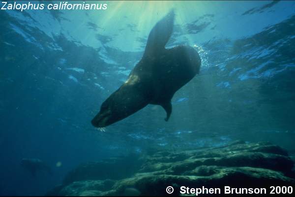 The seal frequently trained for exhibition in circuses and zoos, the California sea lion, Zalophus californianus, is well adapted to movement both on land and in the water. Sea Lions have never been known to harm scuba divers or snorkelers.  They are very playful and social animals, with plenty of tricks and antics up their sleeve. In 1911 an international treaty was adopted by the U.S., Great Britain, Russia, and Japan, establishing effective controls for the preservation of the species.