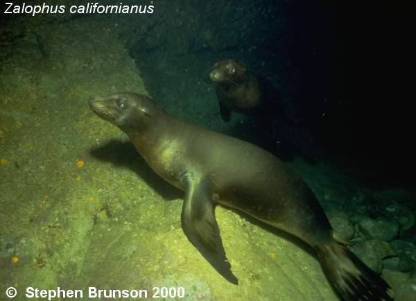 The seal frequently trained for exhibition in circuses and zoos, the California sea lion, Zalophus californianus, is well adapted to movement both on land and in the water. Sea Lions have never been known to harm scuba divers or snorkelers.  They are very playful and social animals, with plenty of tricks and antics up their sleeve. In 1911 an international treaty was adopted by the U.S., Great Britain, Russia, and Japan, establishing effective controls for the preservation of the species.