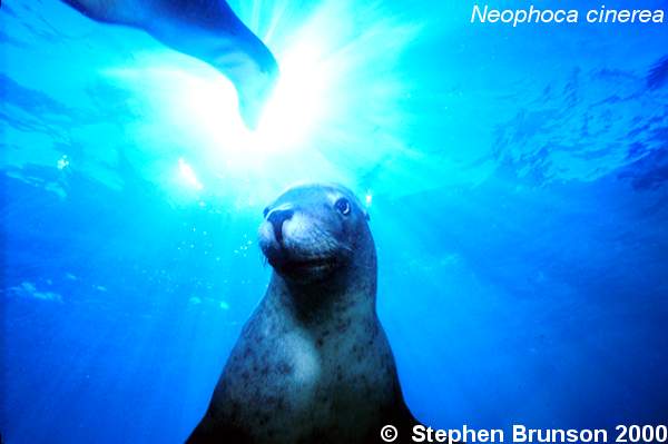 The seal frequently trained for exhibition in circuses and zoos, the California sea lion, Zalophus californianus, is well adapted to movement both on land and in the water. Sea Lions have never been known to harm scuba divers or snorkelers.  They are very playful and social animals, with plenty of tricks and antics up their sleeve. In 1911 an international treaty was adopted by the U.S., Great Britain, Russia, and Japan, establishing effective controls for the preservation of the species.