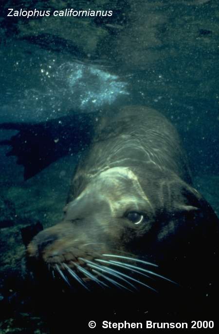 The seal frequently trained for exhibition in circuses and zoos, the California sea lion, Zalophus californianus, is well adapted to movement both on land and in the water. Sea Lions have never been known to harm scuba divers or snorkelers.  They are very playful and social animals, with plenty of tricks and antics up their sleeve. In 1911 an international treaty was adopted by the U.S., Great Britain, Russia, and Japan, establishing effective controls for the preservation of the species.