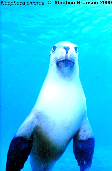 The seal frequently trained for exhibition in circuses and zoos, the California sea lion, Zalophus californianus, is well adapted to movement both on land and in the water. Sea Lions have never been known to harm scuba divers or snorkelers.  They are very playful and social animals, with plenty of tricks and antics up their sleeve. In 1911 an international treaty was adopted by the U.S., Great Britain, Russia, and Japan, establishing effective controls for the preservation of the species.