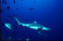 Dark gray, dusky bronze, or ashy blue above, the blacktip's trim body is pure white or yellowish white below, with a band of dark upper color extending backward along each side, and the pale color of its lower parts extending forward