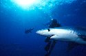Blue sharks mate in late spring or early winter