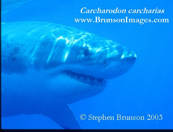 Megalodon was an ancient shark that may have been 40 feet (12 m) long or even more. (There are a few scientists who estimate that it could have been up to 50 or 100 feet (15.5 or 31 m) long!) This is at least two or three times as long as the Great White Shark, but this is only an estimate made from many fossilized teeth and a few fossilized vertebrae that have been found. These giant teeth are the size of a person's hand! No other parts of this ancient shark have been found, so we can only guess what it looked like. Since Megalodon's teeth are very similar to the teeth of the Great White Shark (but bigger and thicker), it is thought that Megalodon may have looked like a huge, streamlined version of the Great White Shark.