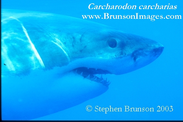 Megalodon was an ancient shark that may have been 40 feet (12 m) long or even more. (There are a few scientists who estimate that it could have been up to 50 or 100 feet (15.5 or 31 m) long!) This is at least two or three times as long as the Great White Shark, but this is only an estimate made from many fossilized teeth and a few fossilized vertebrae that have been found. These giant teeth are the size of a person's hand! No other parts of this ancient shark have been found, so we can only guess what it looked like. Since Megalodon's teeth are very similar to the teeth of the Great White Shark (but bigger and thicker), it is thought that Megalodon may have looked like a huge, streamlined version of the Great White Shark.