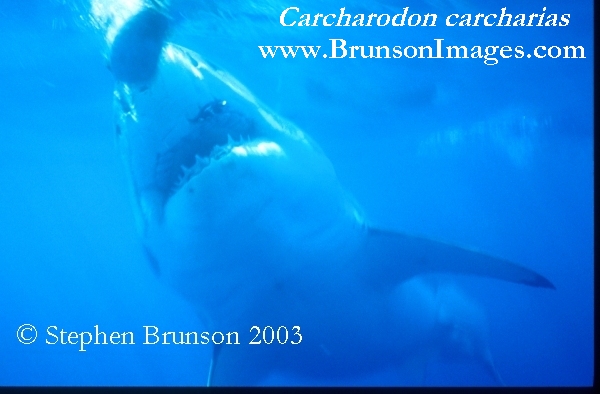 Megalodon was an ancient shark that may have been 40 feet (12 m) long or even more. (There are a few scientists who estimate that it could have been up to 50 or 100 feet (15.5 or 31 m) long!) This is at least two or three times as long as the Great White Shark, but this is only an estimate made from many fossilized teeth and a few fossilized vertebrae that have been found. These giant teeth are the size of a person's hand! No other parts of this ancient shark have been found, so we can only guess what it looked like. Since Megalodon's teeth are very similar to the teeth of the Great White Shark (but bigger and thicker), it is thought that Megalodon may have looked like a huge, streamlined version of the Great White Shark.