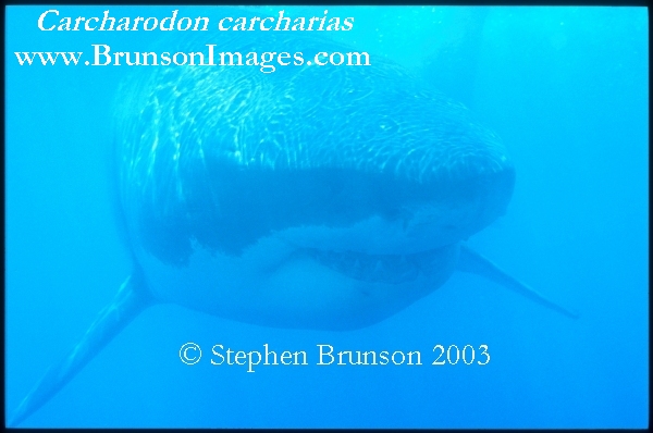 Megalodon was an ancient shark that may have been 40 feet (12 m) long or even more. (There are a few scientists who estimate that it could have been up to 50 or 100 feet (15.5 or 31 m) long!) This is at least two or three times as long as the Great White Shark, but this is only an estimate made from many fossilized teeth and a few fossilized vertebrae that have been found. These giant teeth are the size of a person's hand! No other parts of this ancient shark have been found, so we can only guess what it looked like. Since Megalodon's teeth are very similar to the teeth of the Great White Shark (but bigger and thicker), it is thought that Megalodon may have looked like a huge, streamlined version of the Great White Shark.