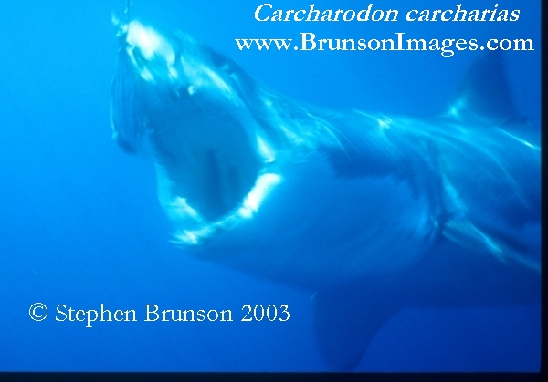 Megalodon was an ancient shark that may have been 40 feet (12 m) long or even more. (There are a few scientists who estimate that it could have been up to 50 or 100 feet (15.5 or 31 m) long!) This is at least two or three times as long as the Great White Shark, but this is only an estimate made from many fossilized teeth and a few fossilized vertebrae that have been found. These giant teeth are the size of a person's hand! No other parts of this ancient shark have been found, so we can only guess what it looked like. Since Megalodon's teeth are very similar to the teeth of the Great White Shark (but bigger and thicker), it is thought that Megalodon may have looked like a huge, streamlined version of the Great White Shark.