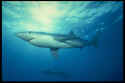 Images of Great White, Mako, Blue, Gray Reef, Hammerhead, Nurse & Black Tip Sharks