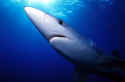 Blue sharks appear to have mating grounds in several areas, including the north Pacific and off of Portugal