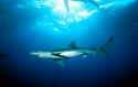 Blue sharks reach sexual maturity at 5 years of age